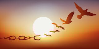 12 doves
