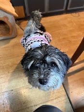 Gracie1