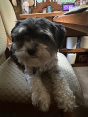 Gracie2