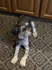 Gracie3