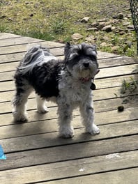 Gracie9