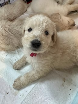 Puppies 4