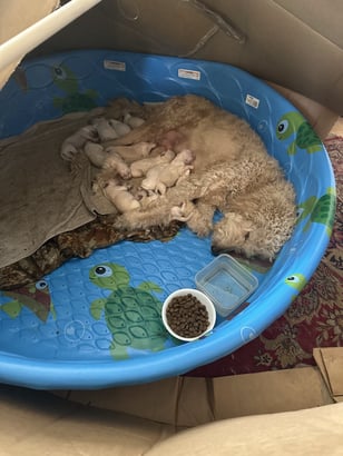 Puppies newborn