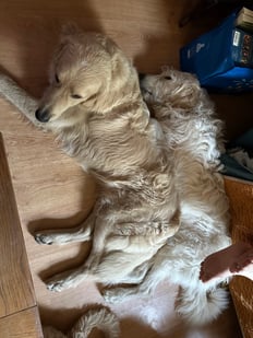 Puppies older 2