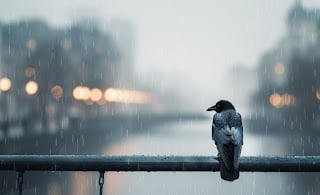 Rain Crow on Wire