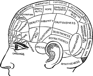brain 1