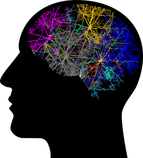 brain 7