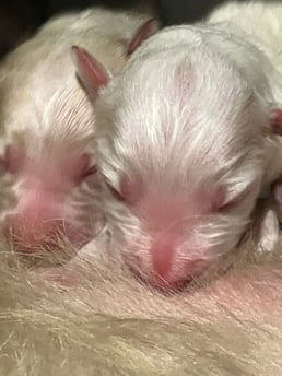 puppies 2 newborn
